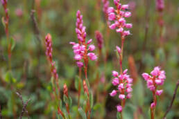 Bistorta vacciniifolia