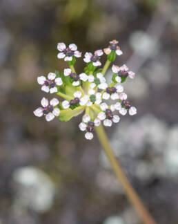 Arunachal plant (Apioideae)