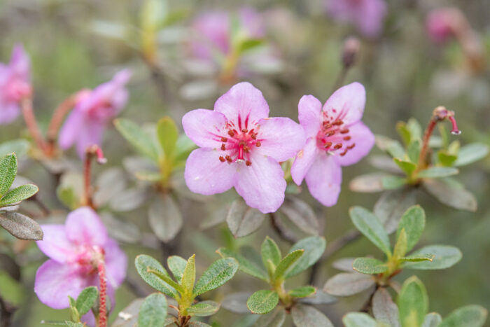 Willow-leaved Rhododendron (Rhododendron lepidotum)