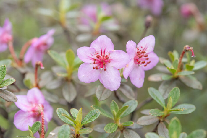 Willow-leaved Rhododendron (Rhododendron lepidotum)