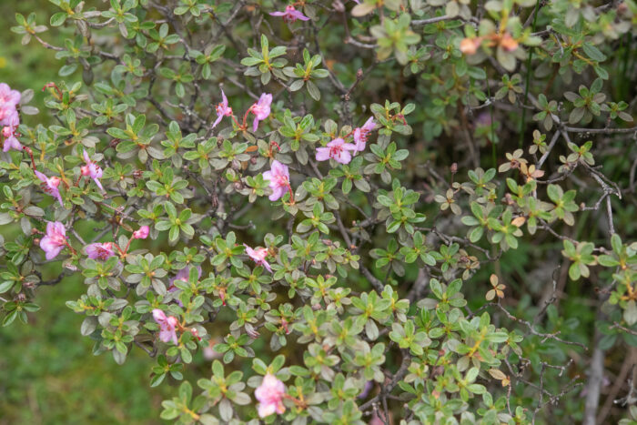 Willow-leaved Rhododendron (Rhododendron lepidotum)