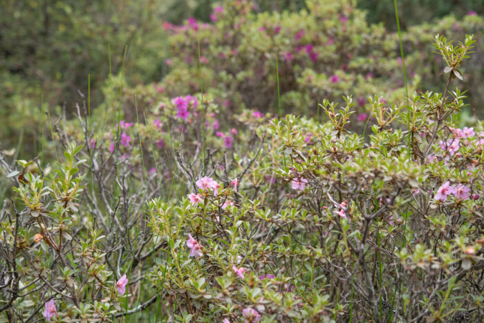 Willow-leaved Rhododendron (Rhododendron lepidotum)