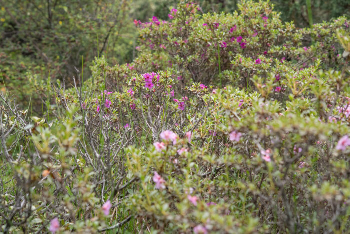 Willow-leaved Rhododendron (Rhododendron lepidotum)