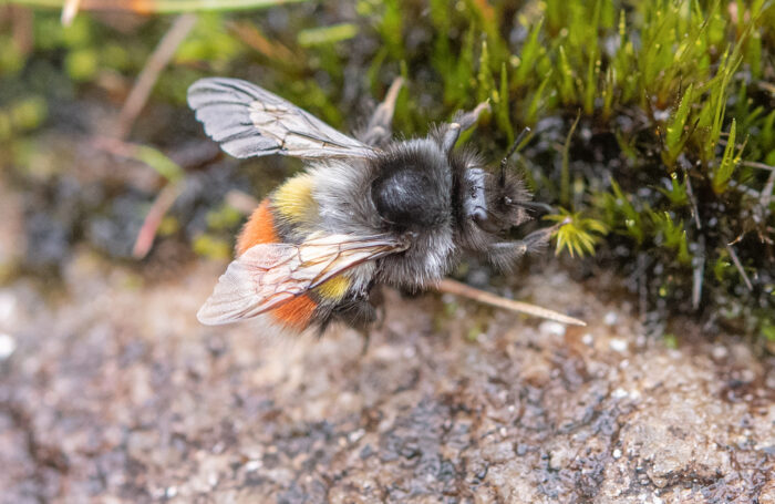 Arunachal insect (Bombus)