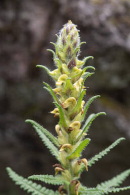 Pedicularis melalimne