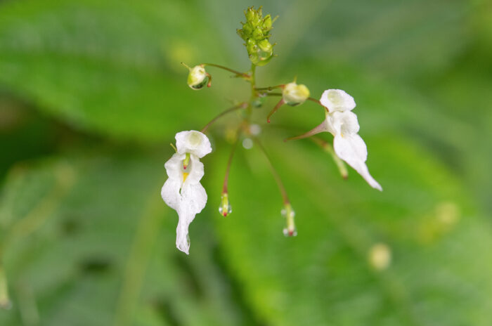 Arunachal plant (Impatiens)