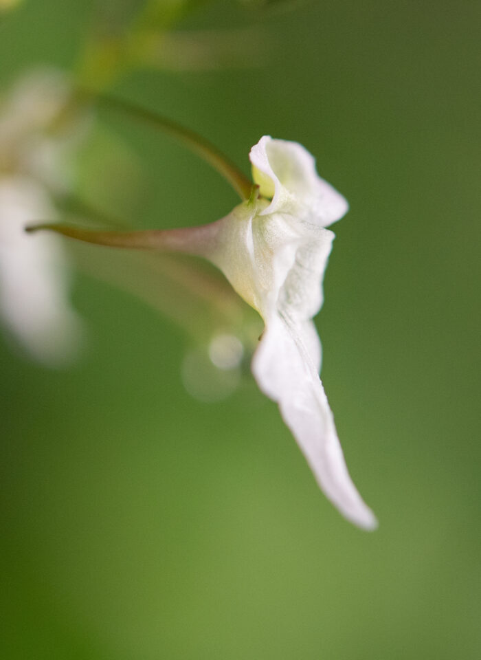 Arunachal plant (Impatiens)