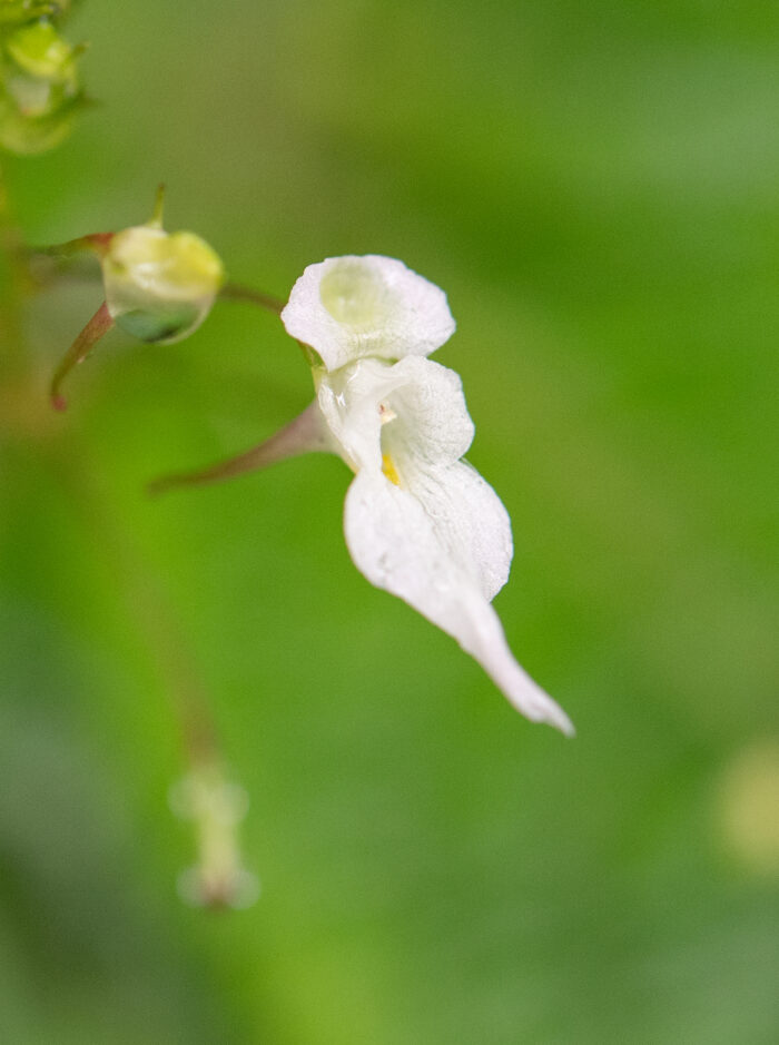 Arunachal plant (Impatiens)