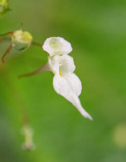 Arunachal plant (Impatiens)