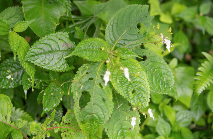 Arunachal plant (Impatiens)