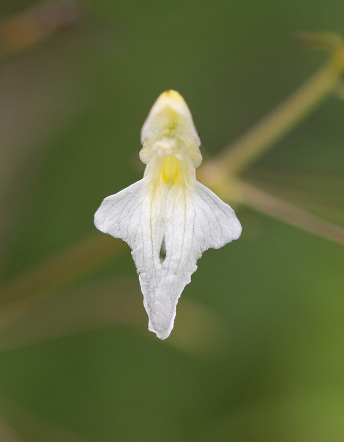 Arunachal plant (Impatiens)