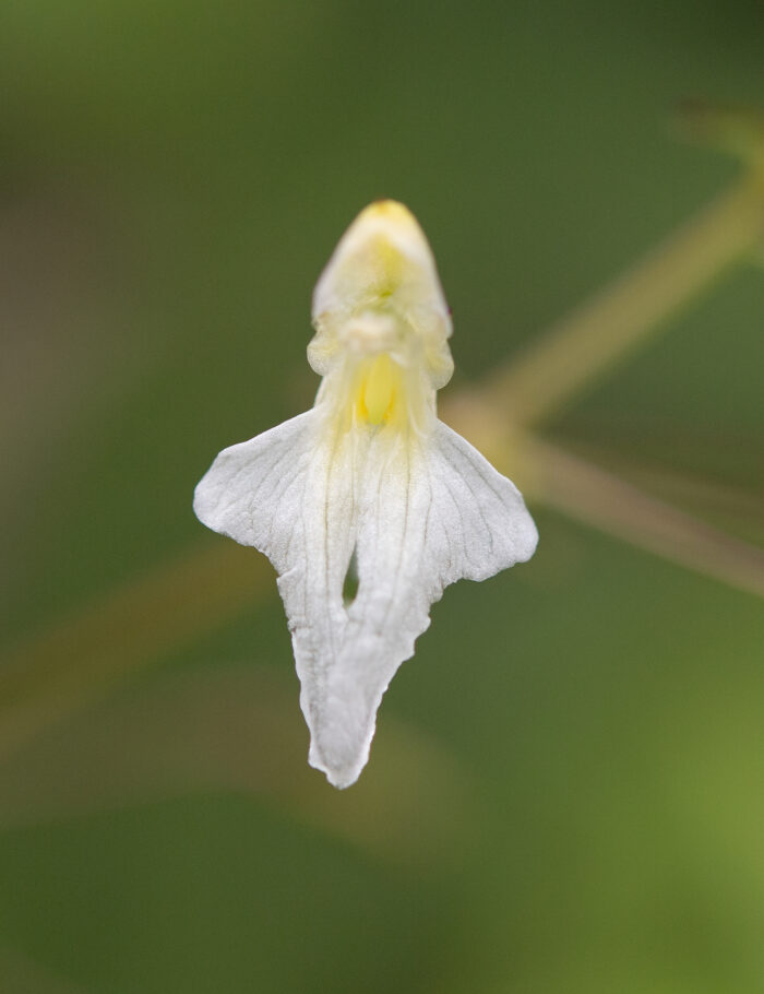 Arunachal plant (Impatiens)