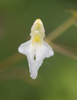 Arunachal plant (Impatiens)