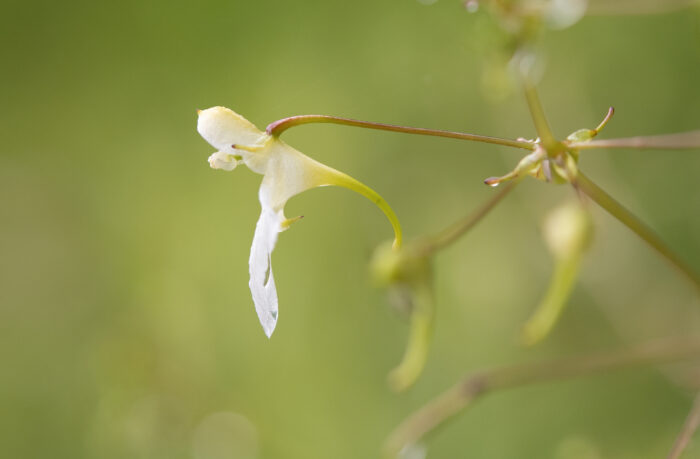 Arunachal plant (Impatiens)