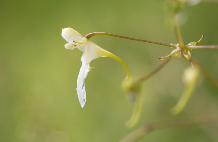 Arunachal plant (Impatiens)