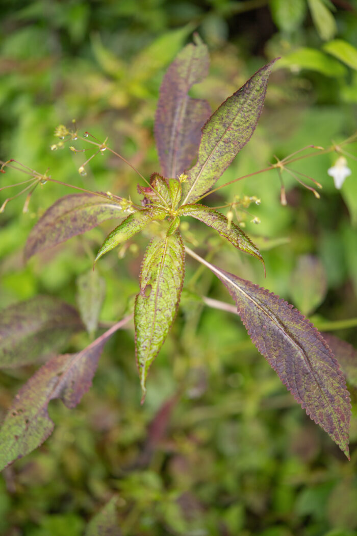 Arunachal plant (Impatiens)