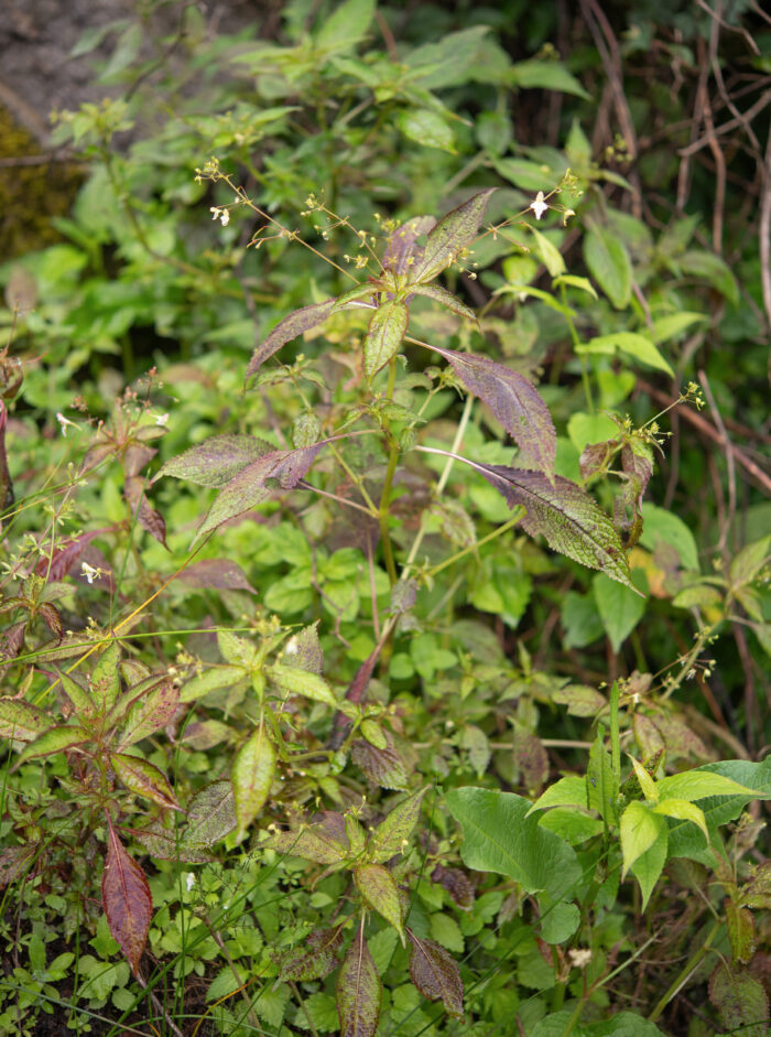 Arunachal plant (Impatiens)