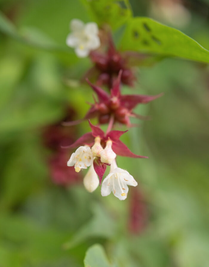 Himalayan Honeysuckle (Leycesteria formosa)