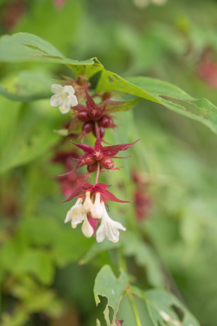 Himalayan Honeysuckle (Leycesteria formosa)