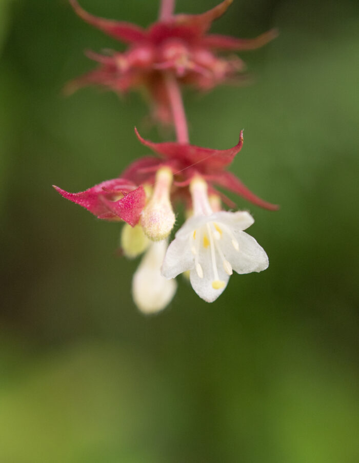 Himalayan Honeysuckle (Leycesteria formosa)