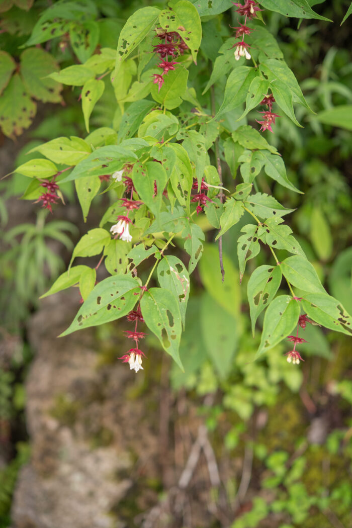 Himalayan Honeysuckle (Leycesteria formosa)