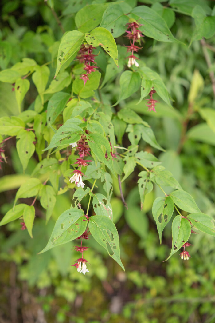 Himalayan Honeysuckle (Leycesteria formosa)