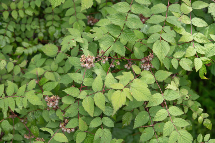 Arunachal plant (Rubus)