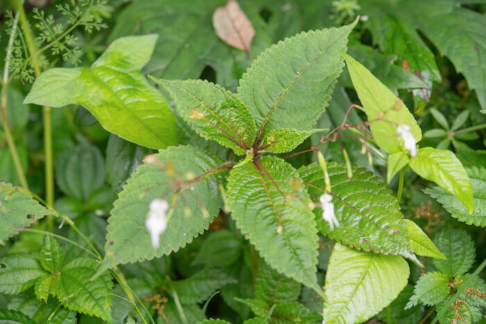 Arunachal plant (Impatiens)