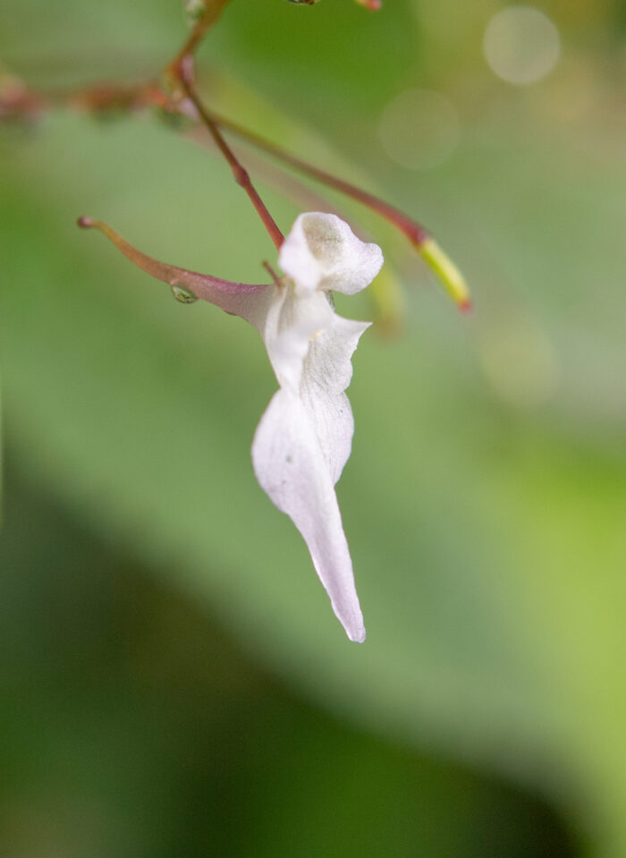 Arunachal plant (Impatiens)