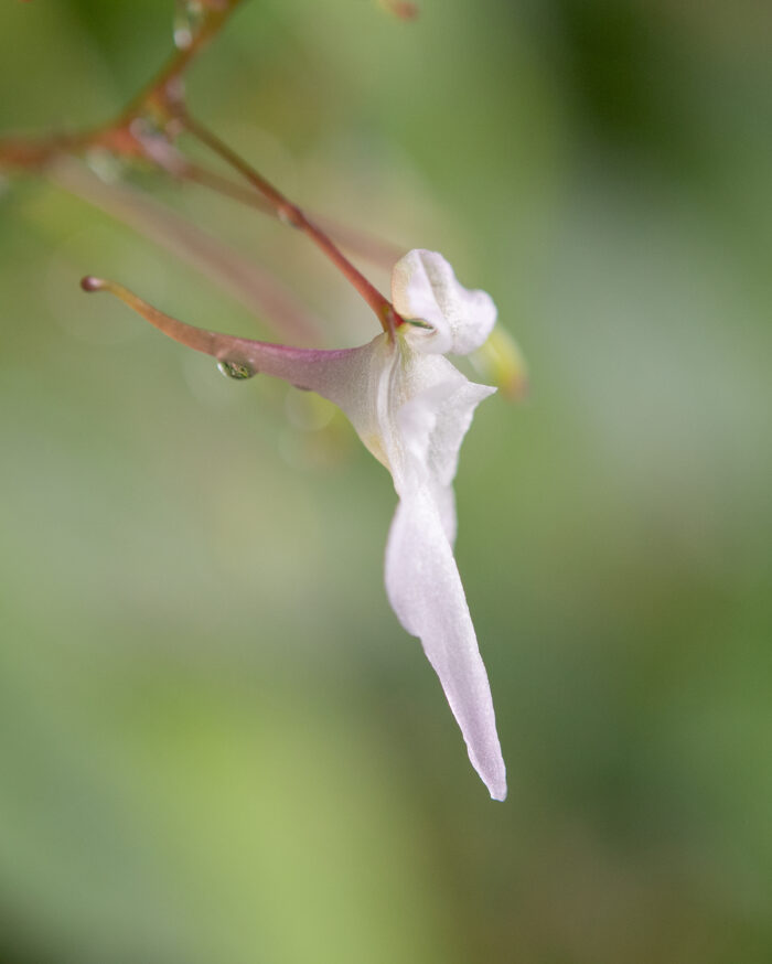 Arunachal plant (Impatiens)