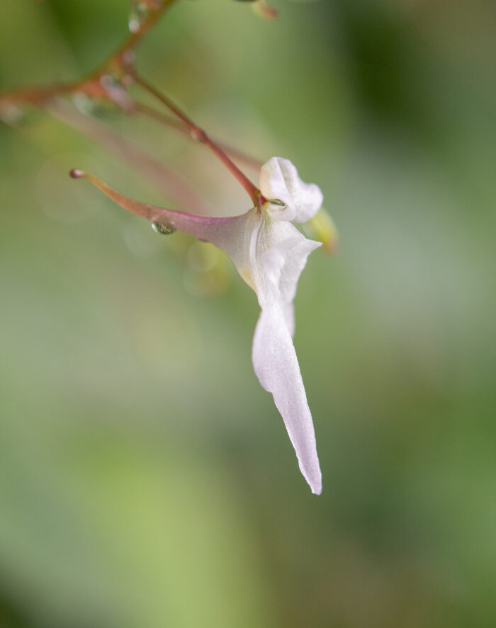 Arunachal plant (Impatiens)