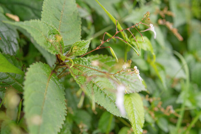 Arunachal plant (Impatiens)