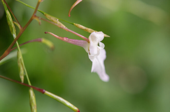 Arunachal plant (Impatiens)