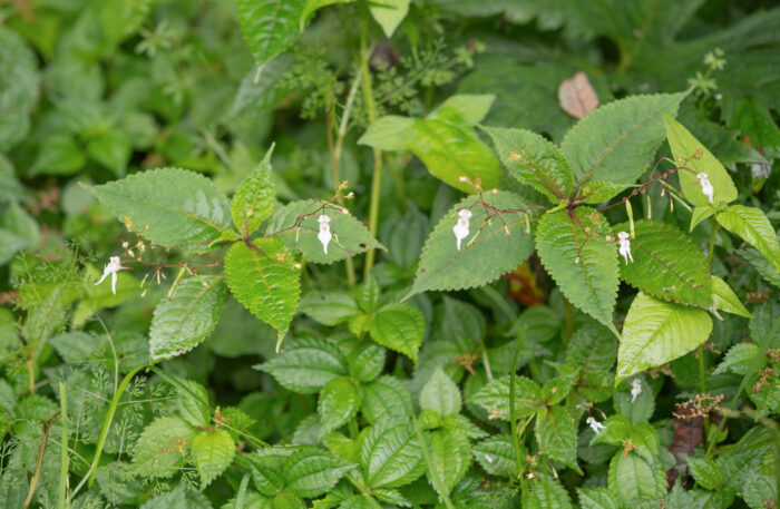 Arunachal plant (Impatiens)