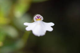 Utricularia brachiata