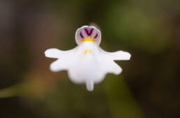 Utricularia brachiata