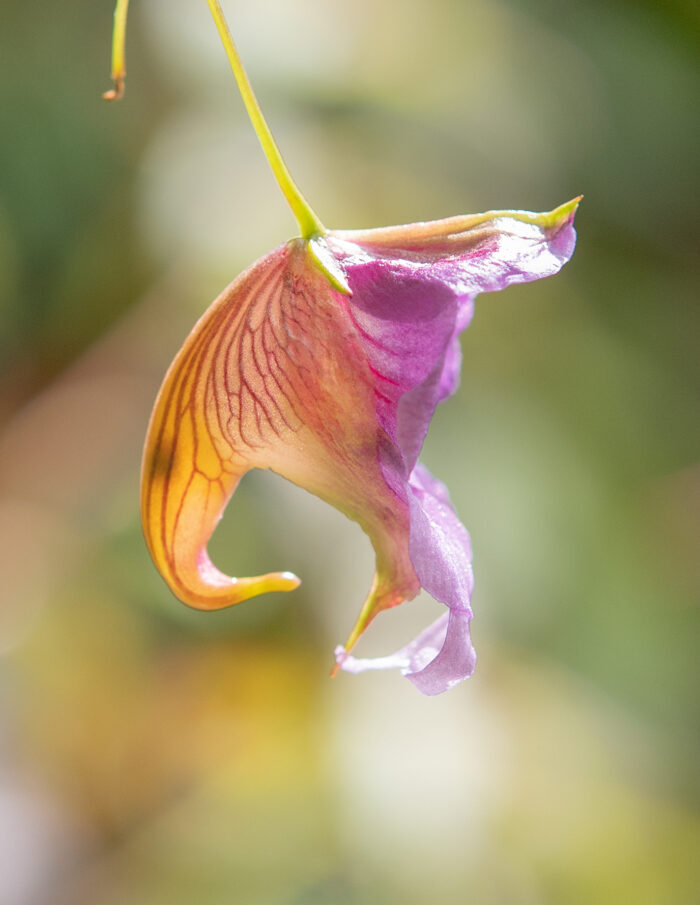 Impatiens pyrorhiza