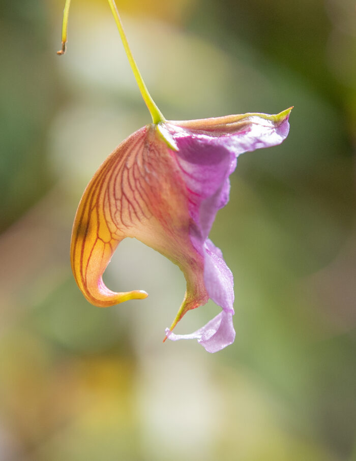 Impatiens pyrorhiza