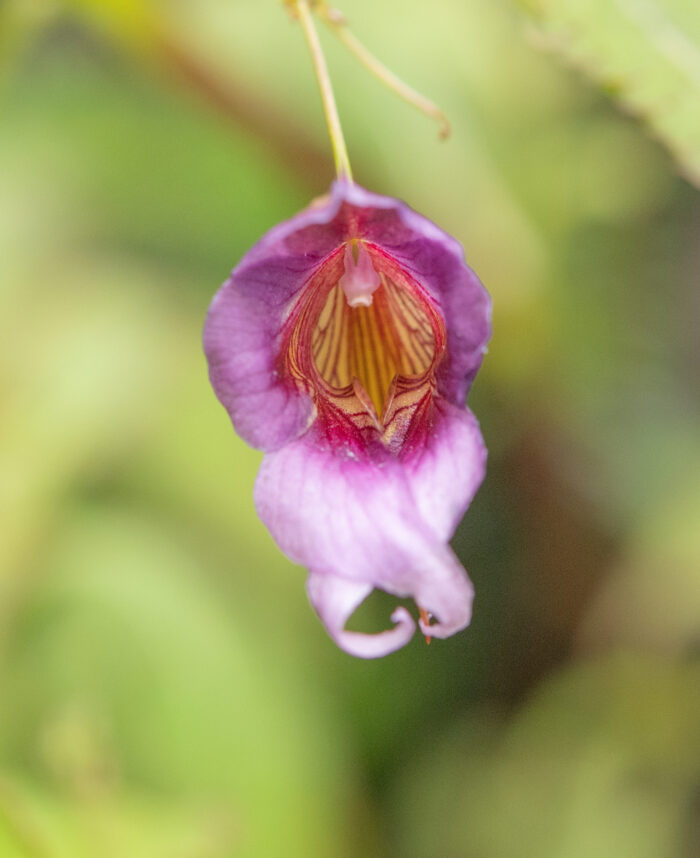 Impatiens pyrorhiza