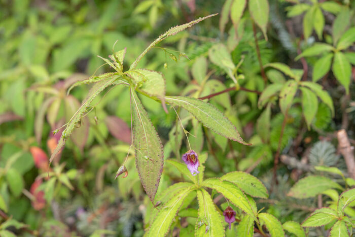 Impatiens pyrorhiza