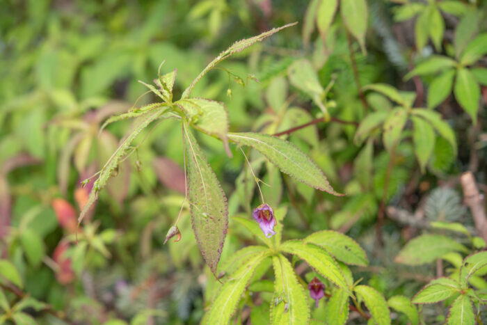 Impatiens pyrorhiza