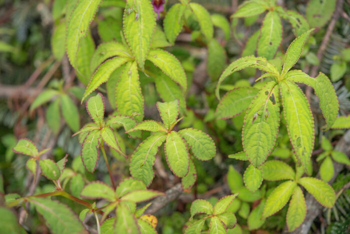 Impatiens pyrorhiza