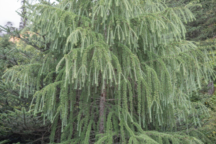 Arunachal plant (Larix)