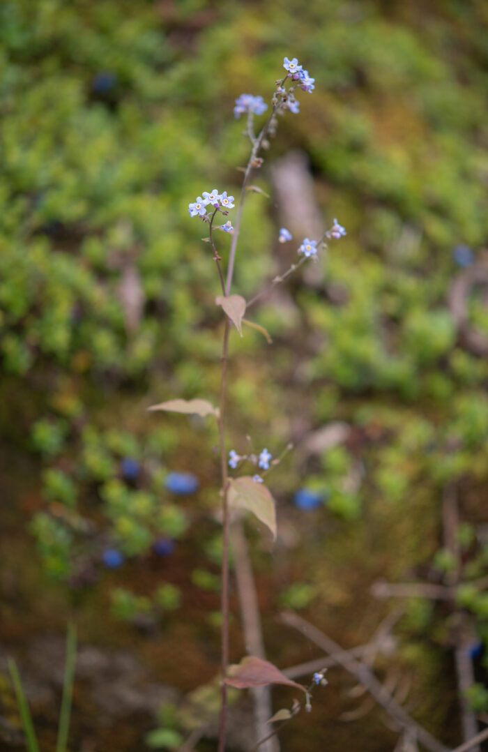 Arunachal plant (Hackelia)