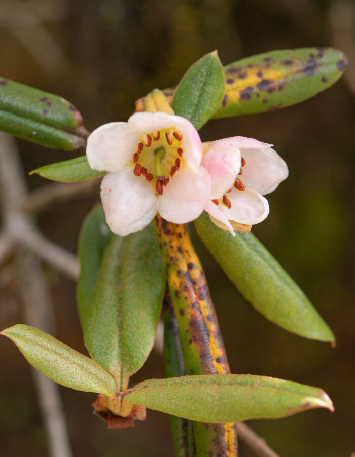 Rhododendron camelliiflorum