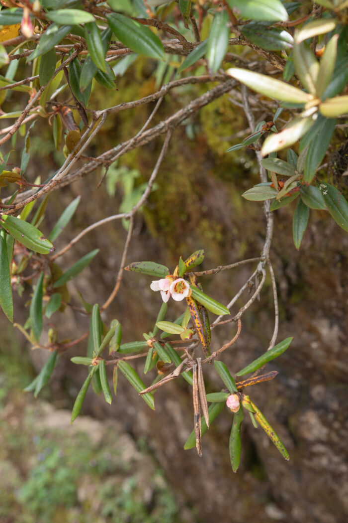 Rhododendron camelliiflorum