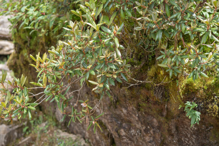 Rhododendron camelliiflorum