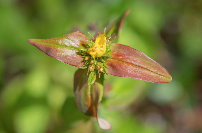 Arunachal plant (Hypericum)