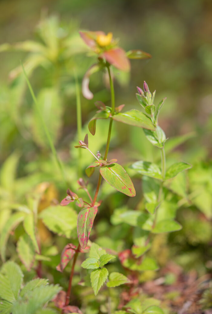 Arunachal plant (Hypericum)