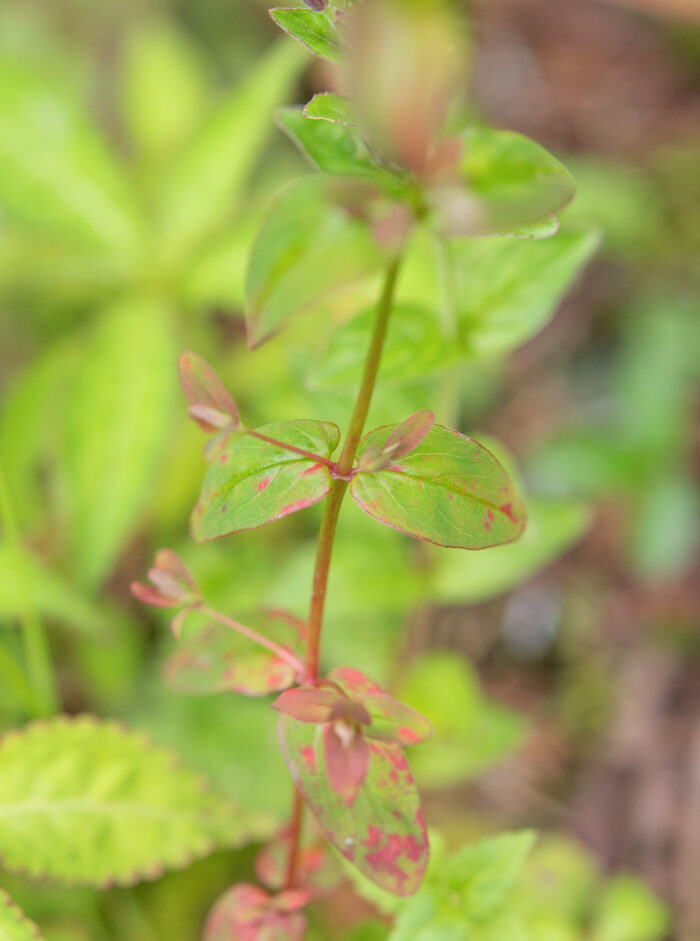 Arunachal plant (Hypericum)